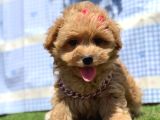 Kore Maltipoo Mini Sevimli Yavrular