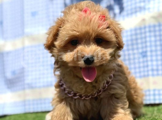 Kore Maltipoo Mini Sevimli Yavrular görsel