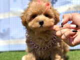 Kore Maltipoo Mini Sevimli Yavrular