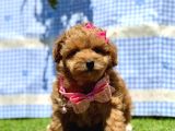 Maltipoo Tüy Dökmez Yavrular