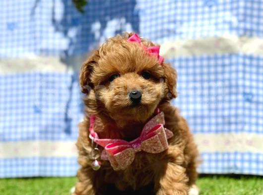 Maltipoo Tüy Dökmez Yavrular görsel