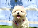 Sıfır Boyut Maltese Mini Bebekler