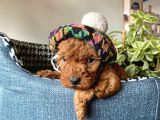 Show Kalite Sağlık Irk Garantili Toy Poodle Yavrularım
