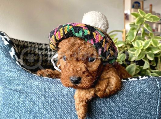 Show Kalite Sağlık Irk Garantili Toy Poodle Yavrularım görsel
