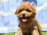Kore Maltipoo Mini Sevimli Yavrular