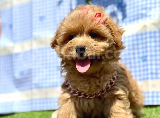 Kore Maltipoo Mini Sevimli Yavrular