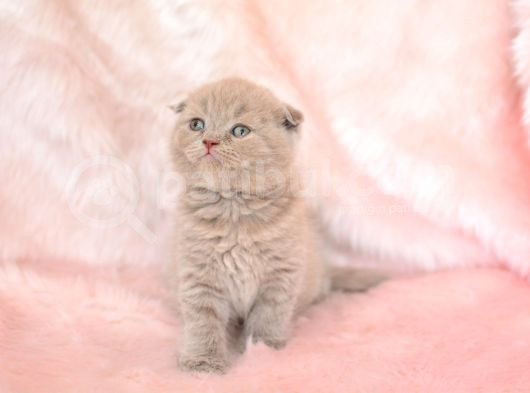 Top Kafa Lilac Scottish Fold Shorthair