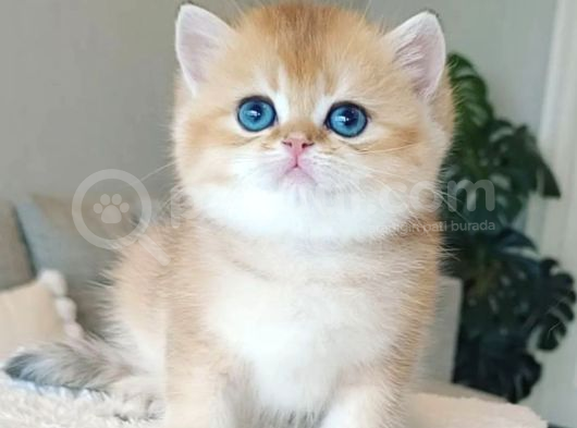 Çek Bebeksi Tenimi Çek Golden British Shorthair