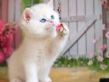 Kusursuz Asil Silver British Shorthair