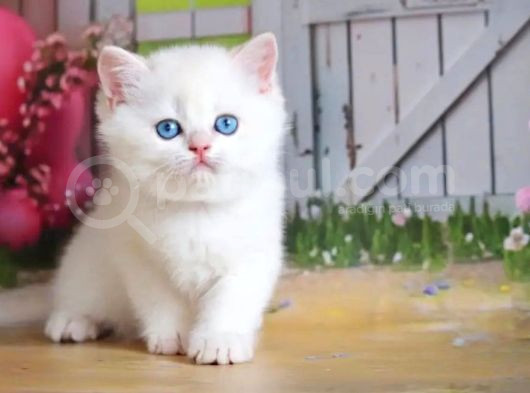 Kusursuz Asil Silver British Shorthair