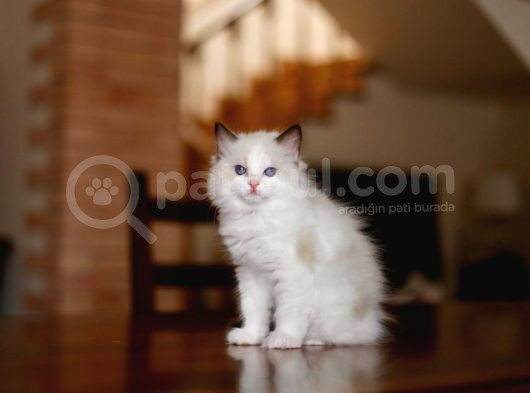 Asaletli Ragdoll görsel