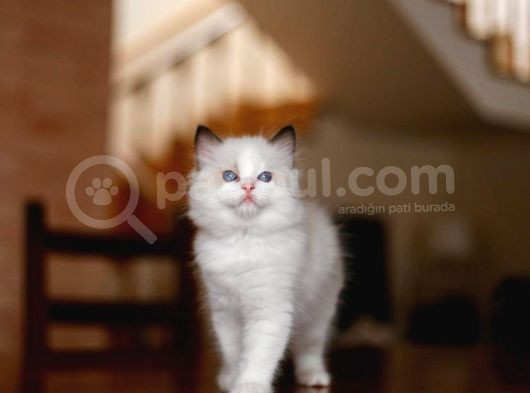 Asaletli Ragdoll