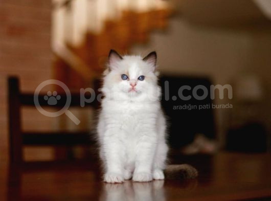 Asaletli Ragdoll görsel