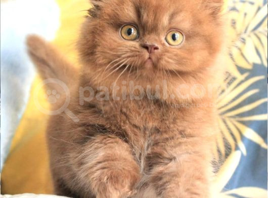 Türünün Tek Örneği Chocolate British Longhair görsel