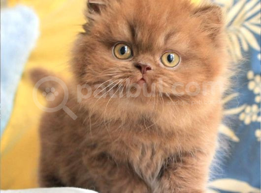 Türünün Tek Örneği Chocolate British Longhair