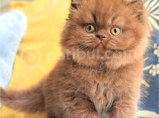 Türünün Tek Örneği Chocolate British Longhair görsel