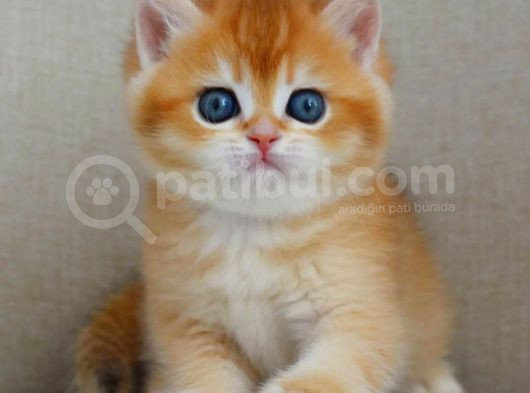 Şaheser Gibi Golden Ny12 British Shorthair