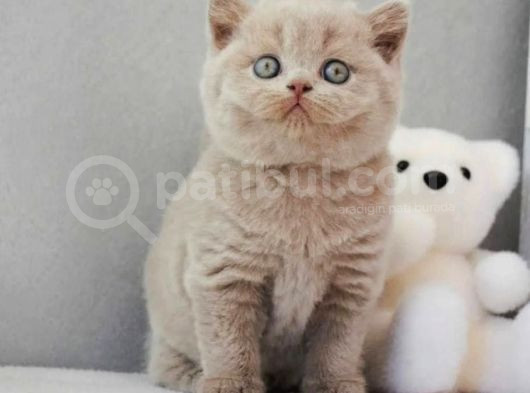 En Özel Lilac British Shorthair görsel