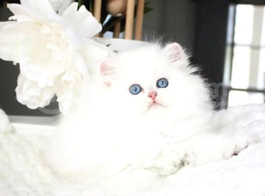 Sakin Yapısıyla Ns1133 British Longhair görsel