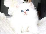 Sakin Yapısıyla NS1133 British Longhair