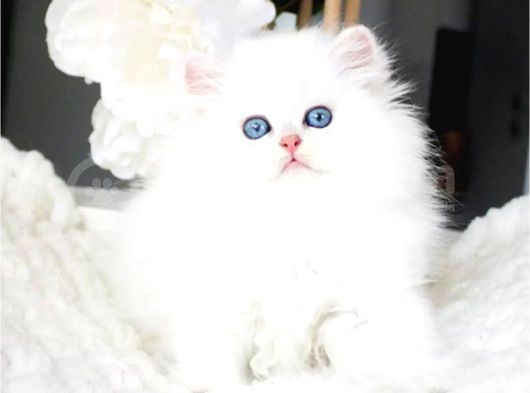 Sakin Yapısıyla Ns1133 British Longhair