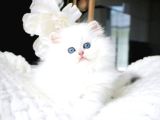 Sakin Yapısıyla Ns1133 British Longhair