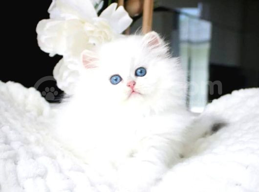 Sakin Yapısıyla Ns1133 British Longhair görsel