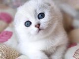 Saf Kan En Kaliteli Ns1133 scottish Fold Shorthair