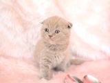 Top Kafa Lilac Scottish Fold Shorthair