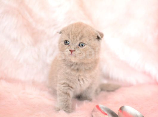 Top Kafa Lilac Scottish Fold Shorthair görsel