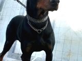 Genç Dobermanlar