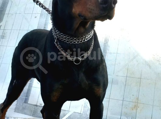 Genç Dobermanlar görsel