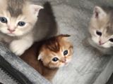 Çok güzel safkan cins yavrularım