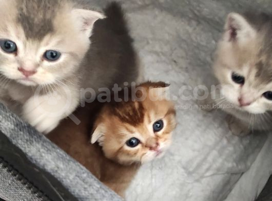 Çok Güzel Safkan Cins Yavrularım