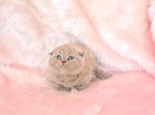 Top Kafa Lilac Scottish Fold Shorthair görsel