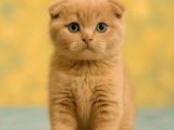 Show Class Lilac Scottish Fold Yavrumuz
