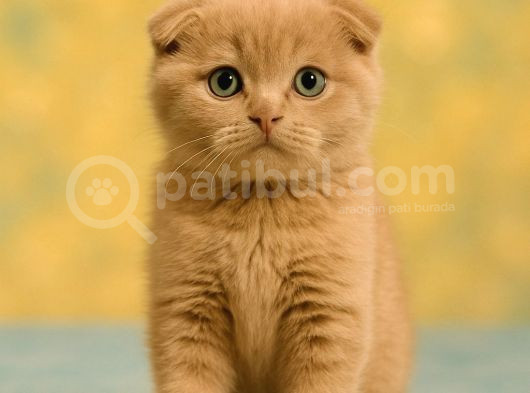 Show Class Lilac Scottish Fold Yavrumuz