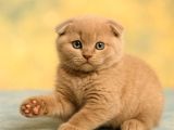 Show Class Lilac Scottish Fold Yavrumuz