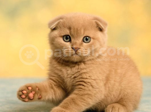 Show Class Lilac Scottish Fold Yavrumuz görsel