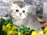 Çok Güzel Safkan Cins Yavrularım