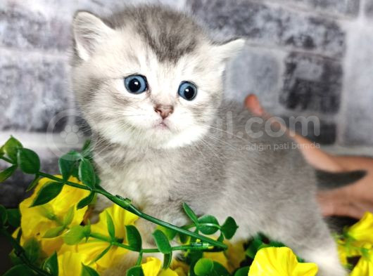 Çok Güzel Safkan Cins Yavrularım görsel