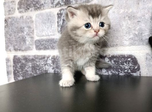Çok Güzel Safkan Cins Yavrularım görsel