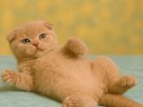 Show Class Lilac Scottish Fold Yavrumuz