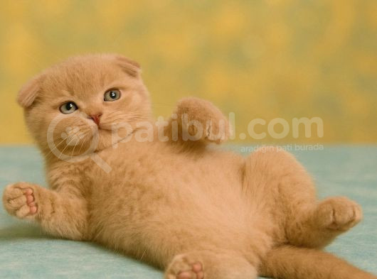 Show Class Lilac Scottish Fold Yavrumuz görsel
