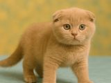 Show Class Lilac Scottish Fold Yavrumuz