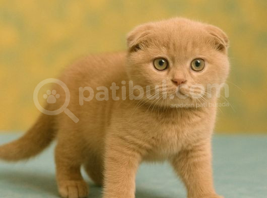 Show Class Lilac Scottish Fold Yavrumuz görsel