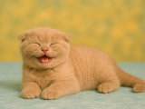 Show Class Lilac Scottish Fold Yavrumuz