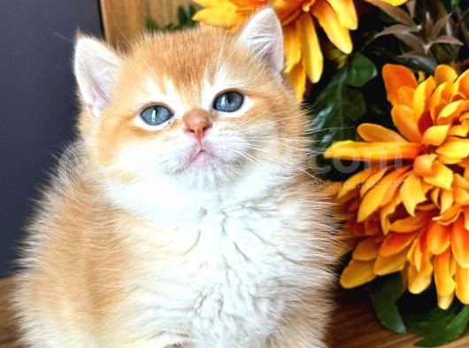 Show Kalite British Shorthair Golden Bebekler 