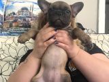 Safkan 2 Aylik French Bulldogg