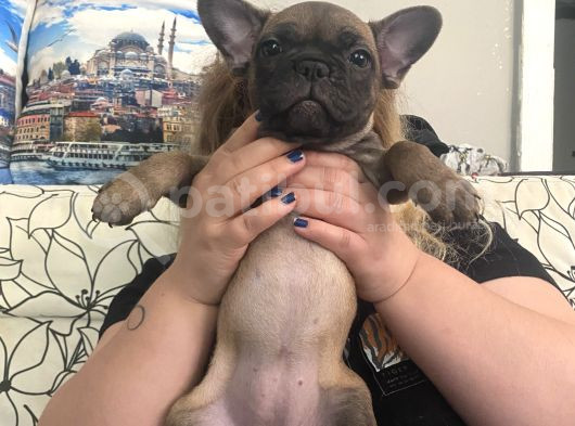 Safkan 2 Aylik French Bulldogg görsel